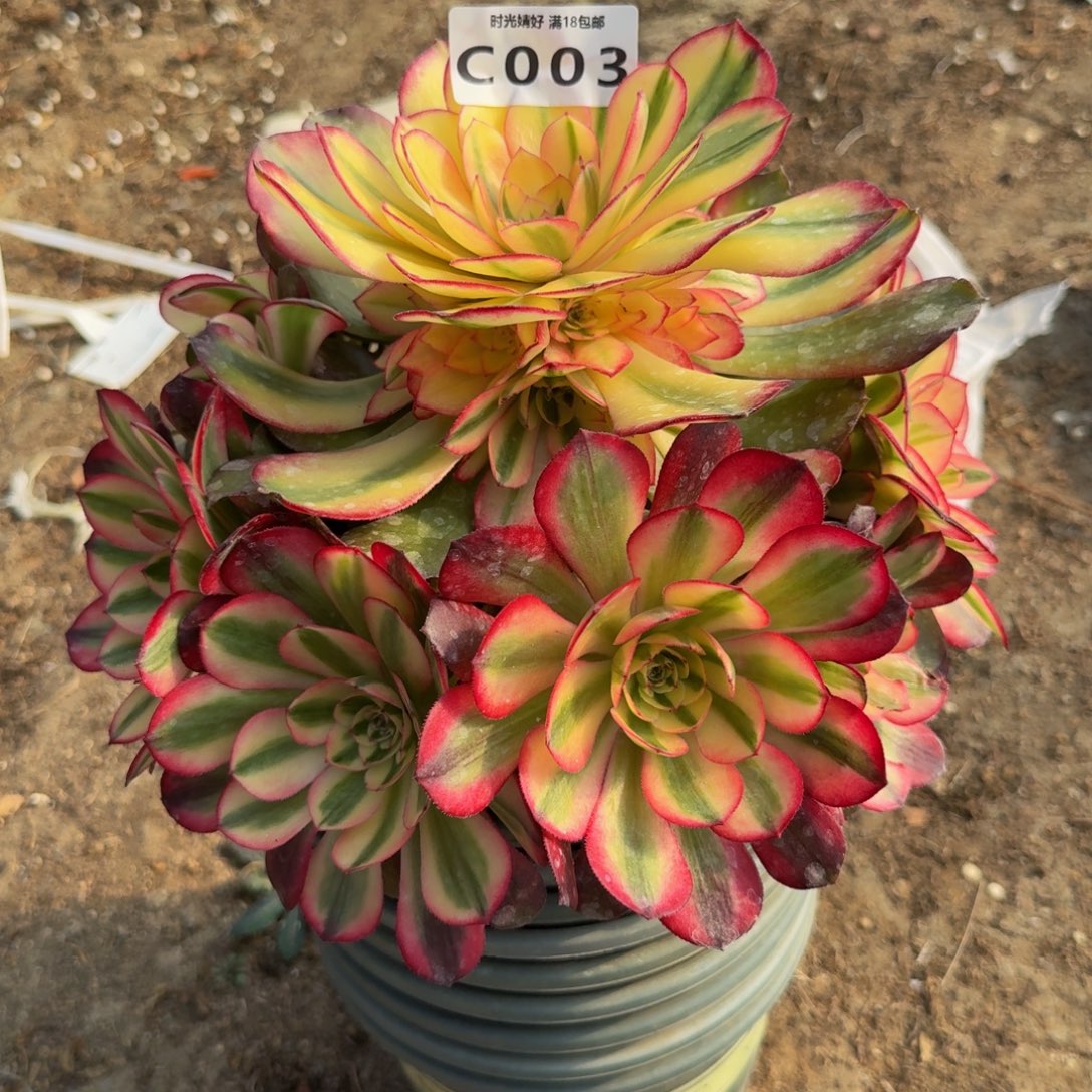 003荔枝。多肉植物