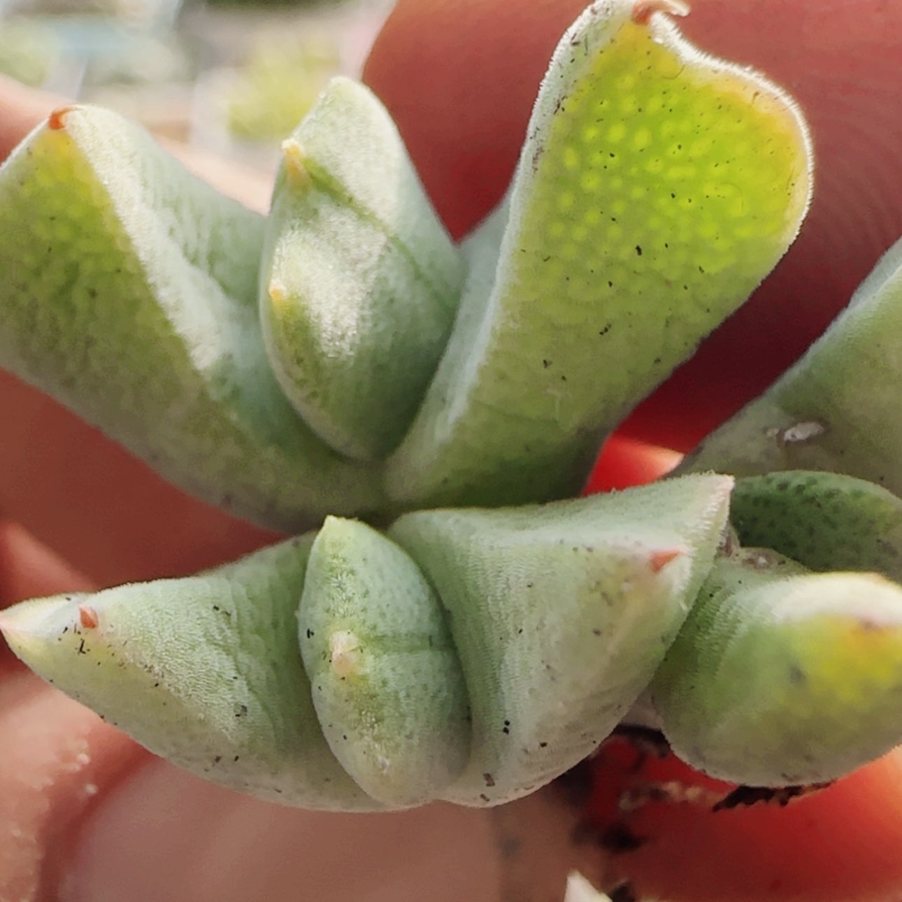 【闪购商品】210，15