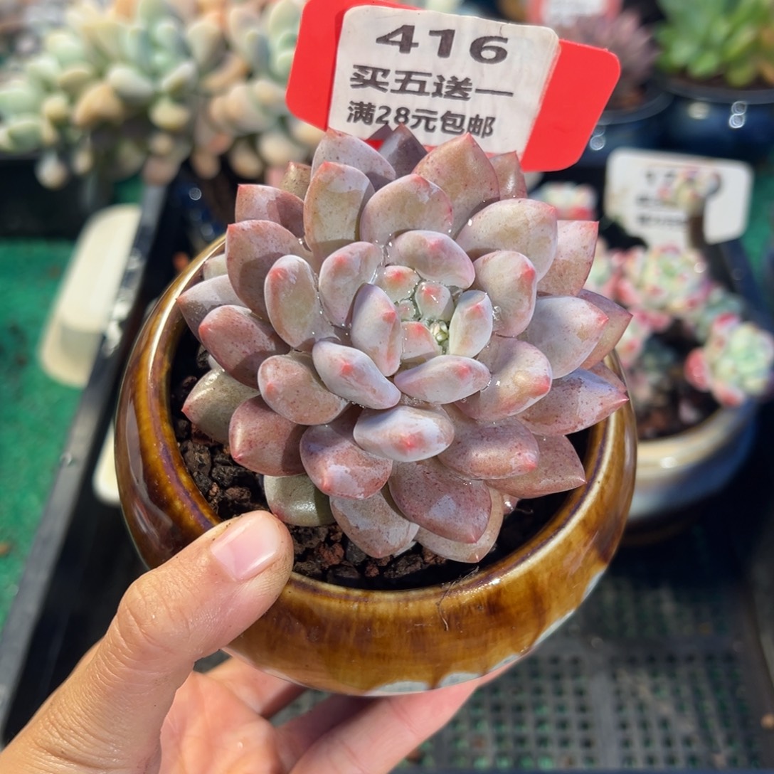 表妹精品多肉植物416.