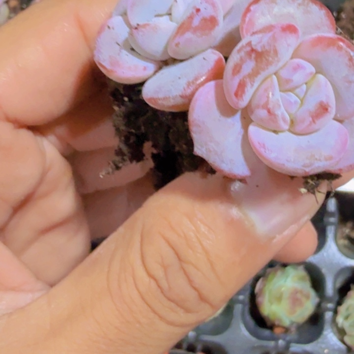 韩版奶茶新穴盘五颗一组