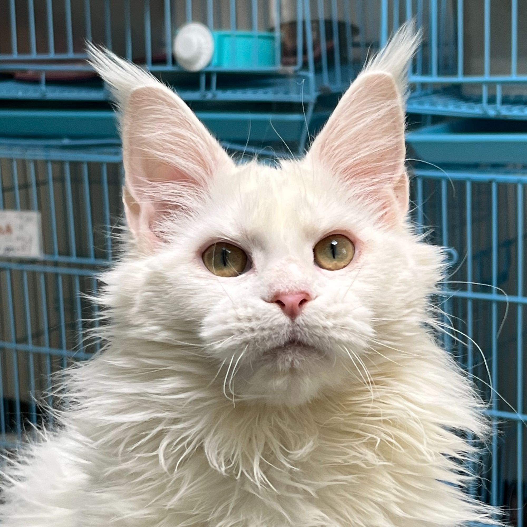 来了姊妹-纯白缅因猫-妹妹-r1