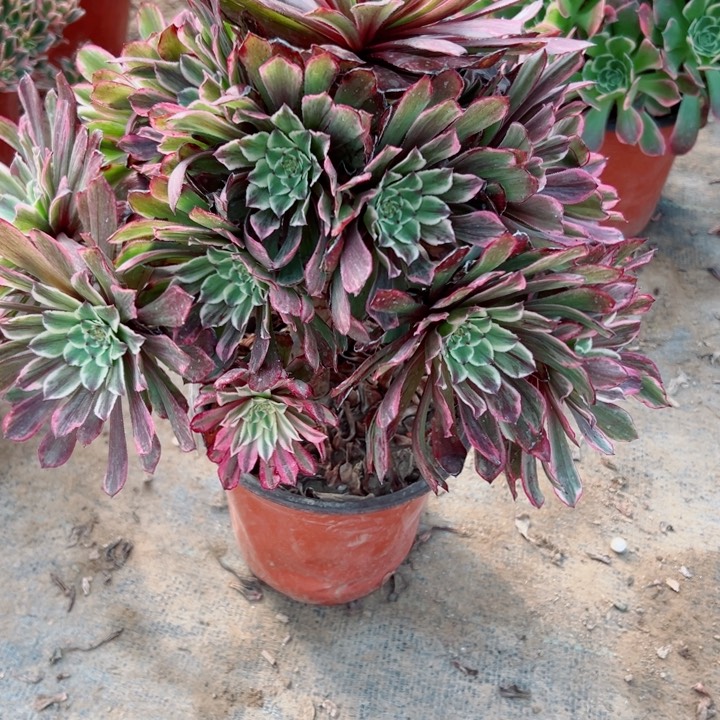 302水墨画多肉植物