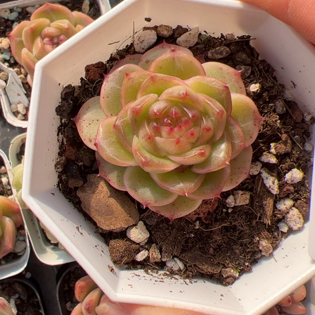 768 满38包邮一物一拍