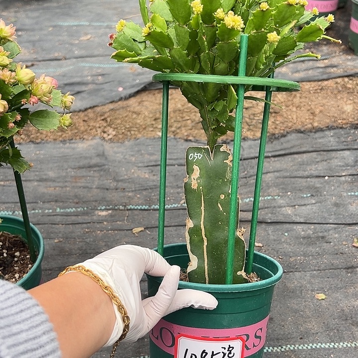 泡***芙050血月蟹爪兰尾号1085