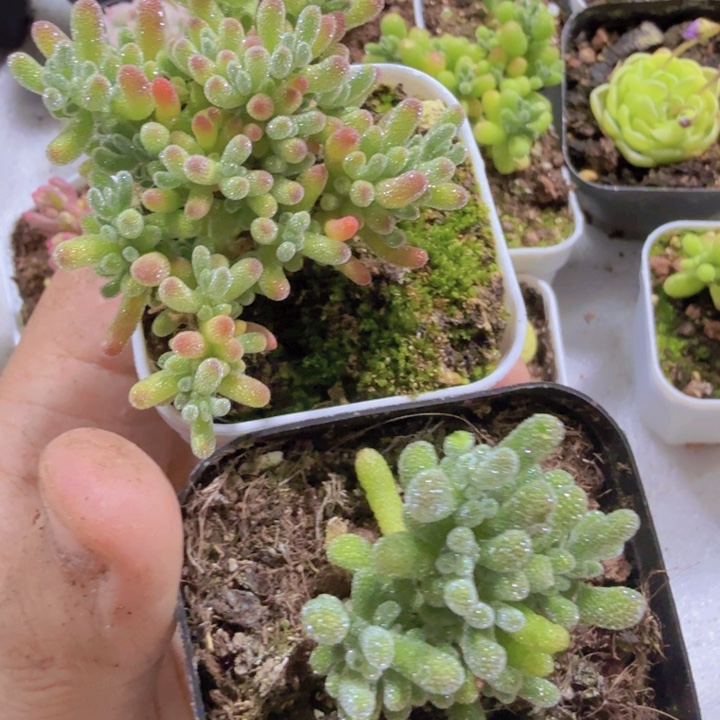紫水晶冰晶两盆一组