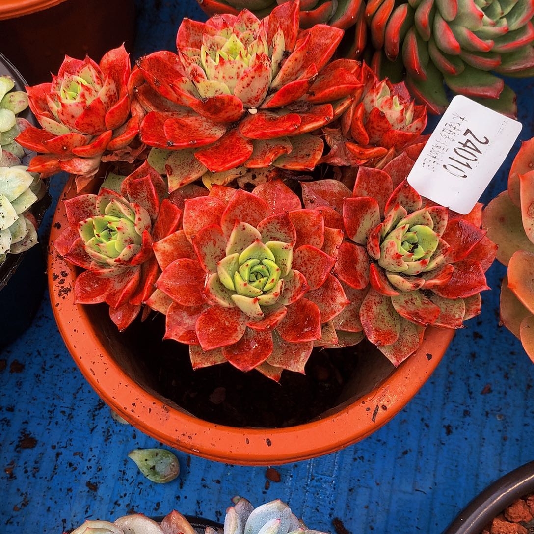 大***ξ    贝拉多肉24010