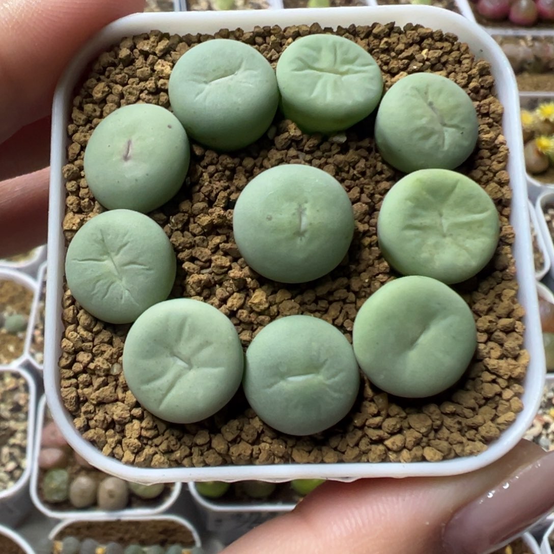 676大型红嘴裸根发货
