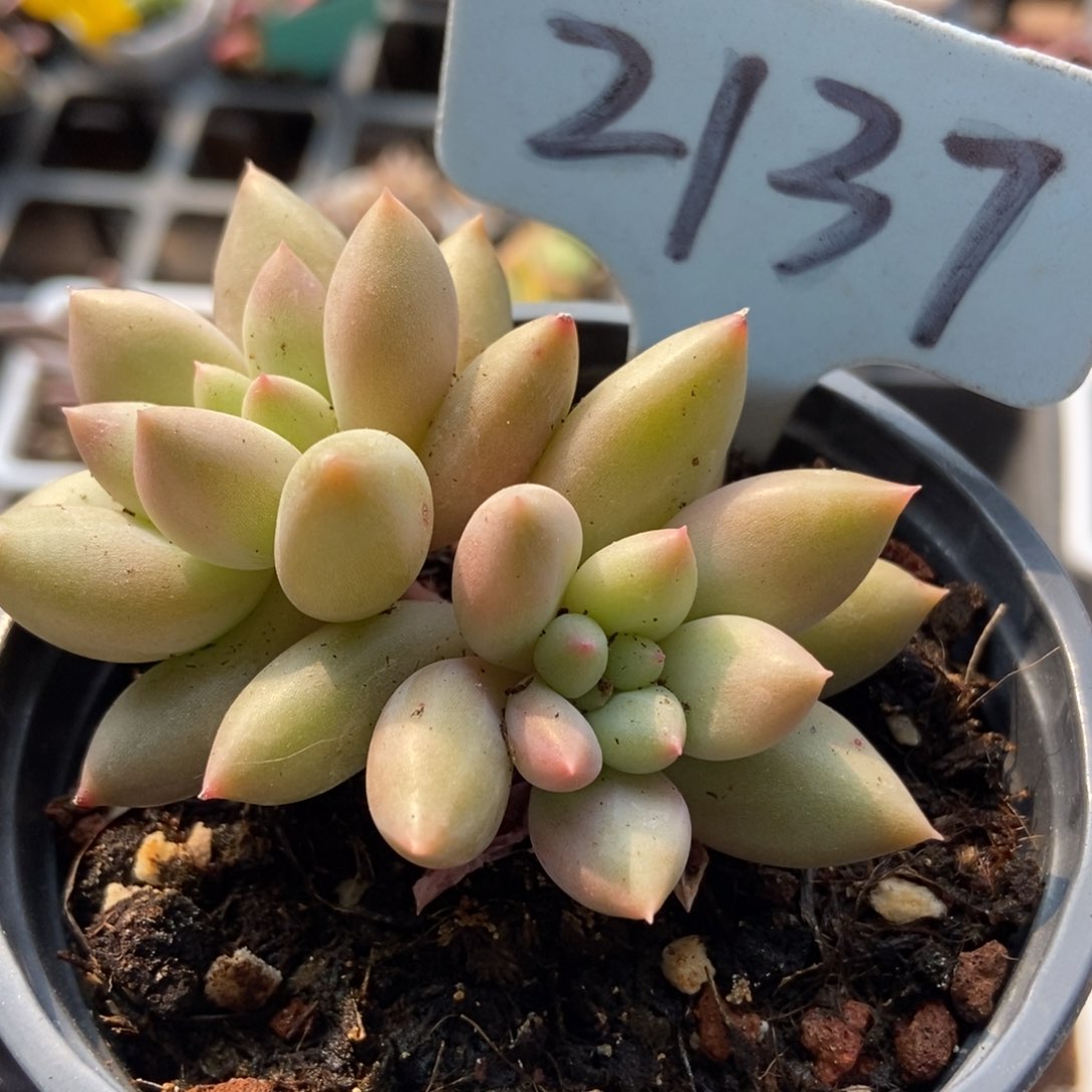 2137车厘子多肉植物保护