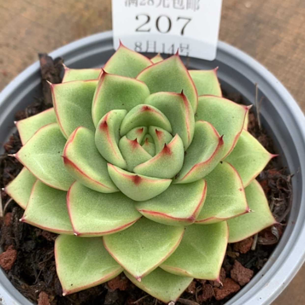 【闪购商品】云207号