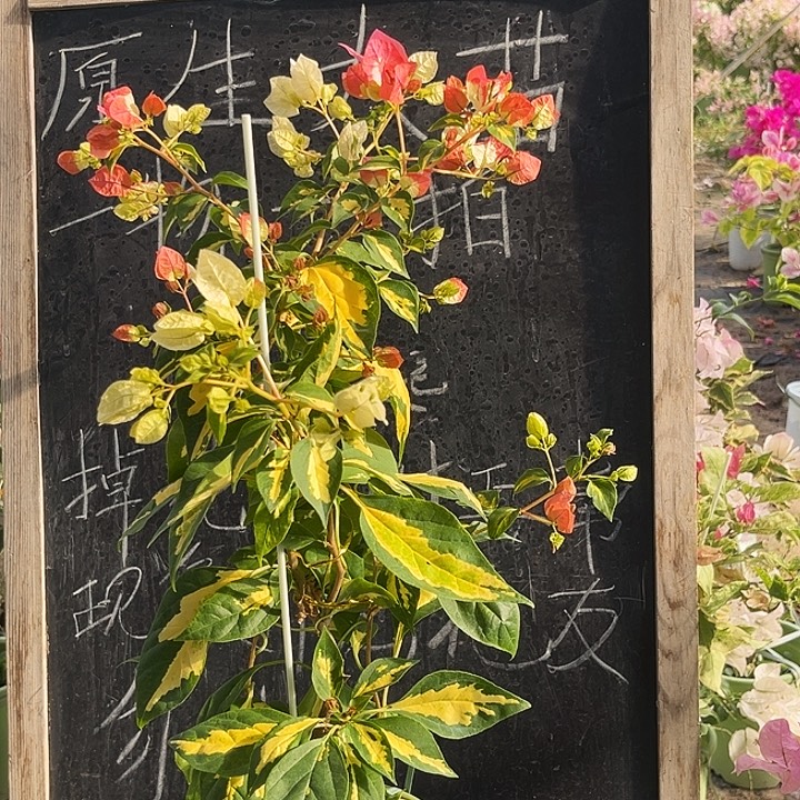 完全开放三角梅金星橙白