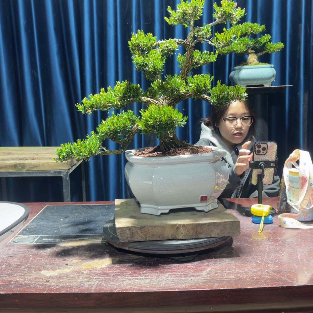 黄杨盆景老桩四季长青