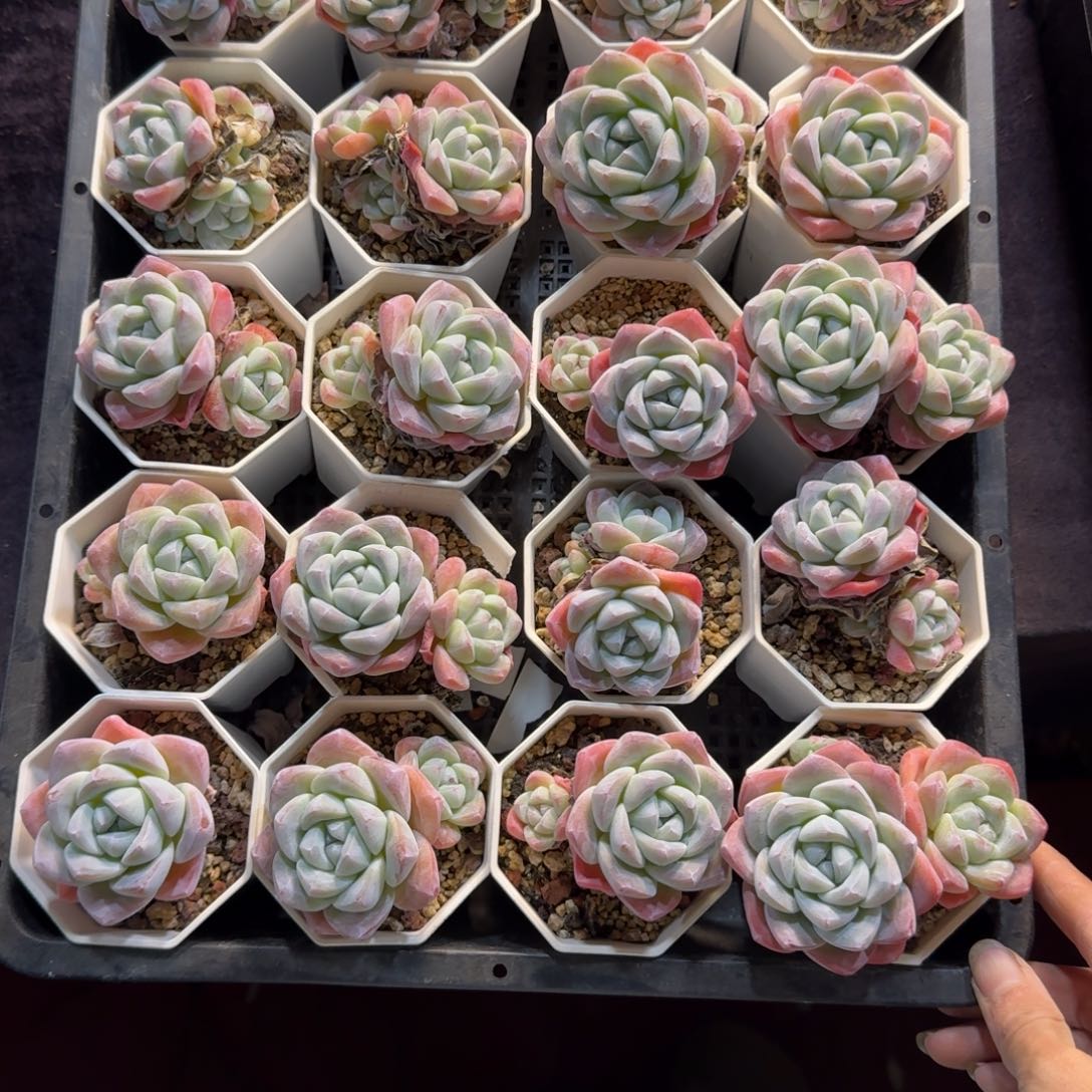 家****冰玉一筐脱土发32号