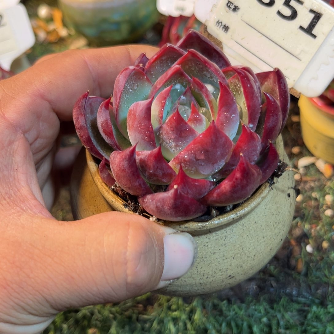 惊鸿一瞥851号多肉