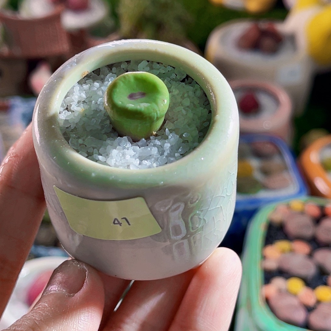 011小红嘴1.4cm连盆带土包邮