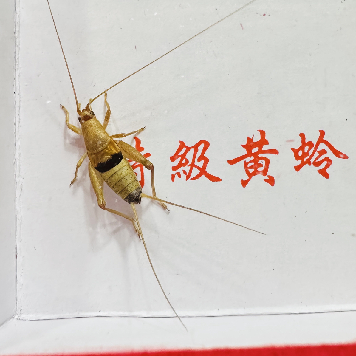 奥蟋科《朱雀》到货，多音节，可叫出十几个音节