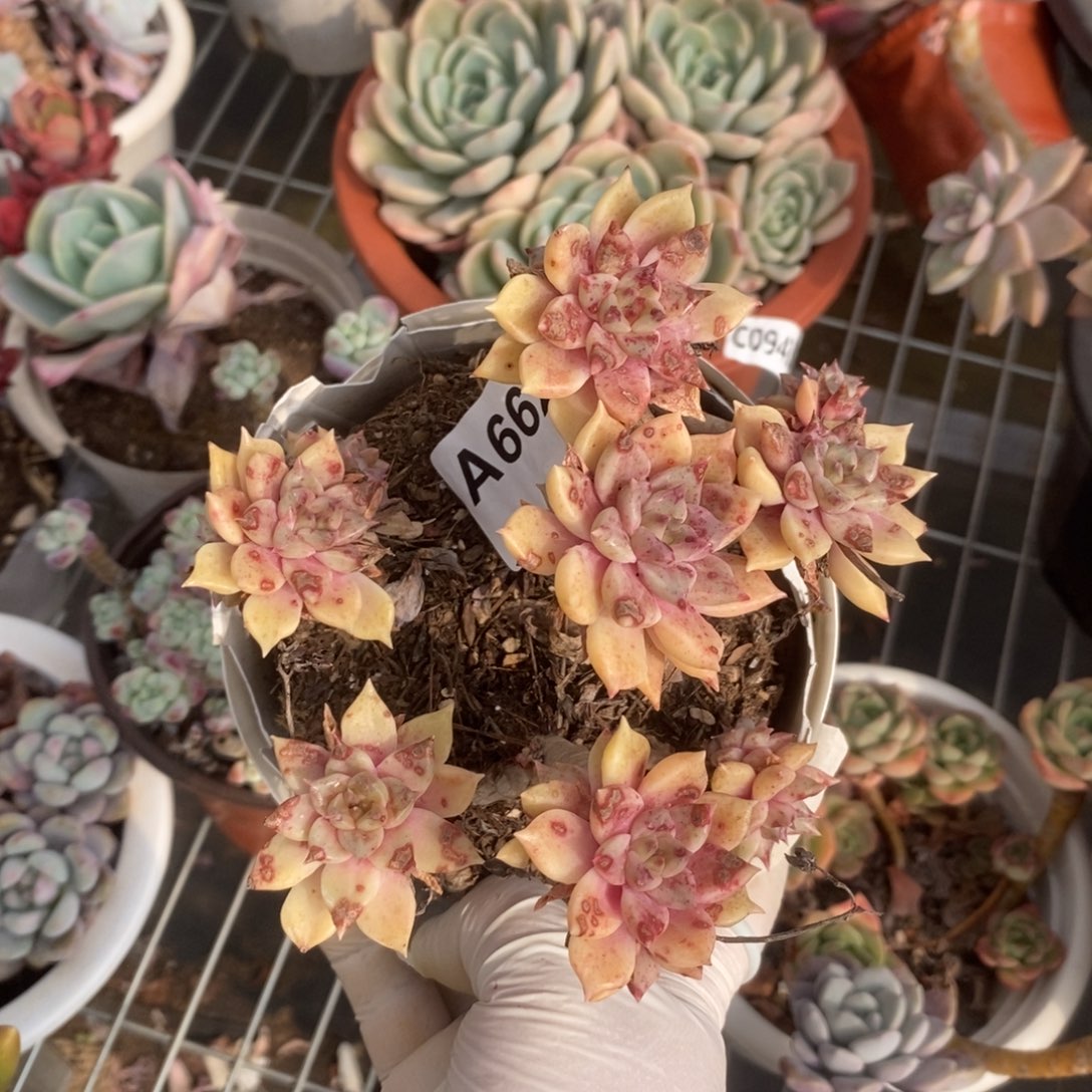 662璀璨老桩一物一拍