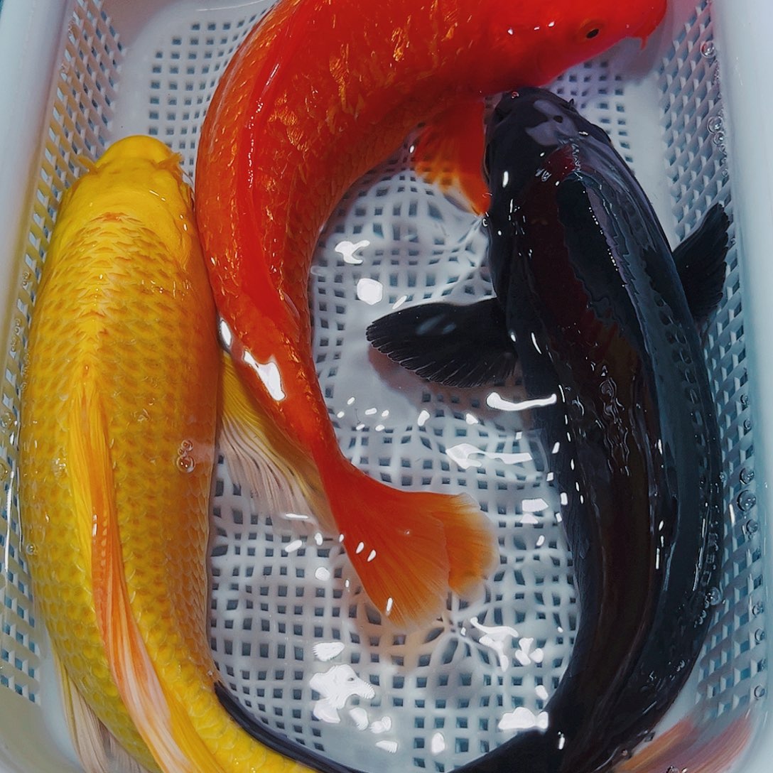 锦鲤锦鲤冷水鱼观赏