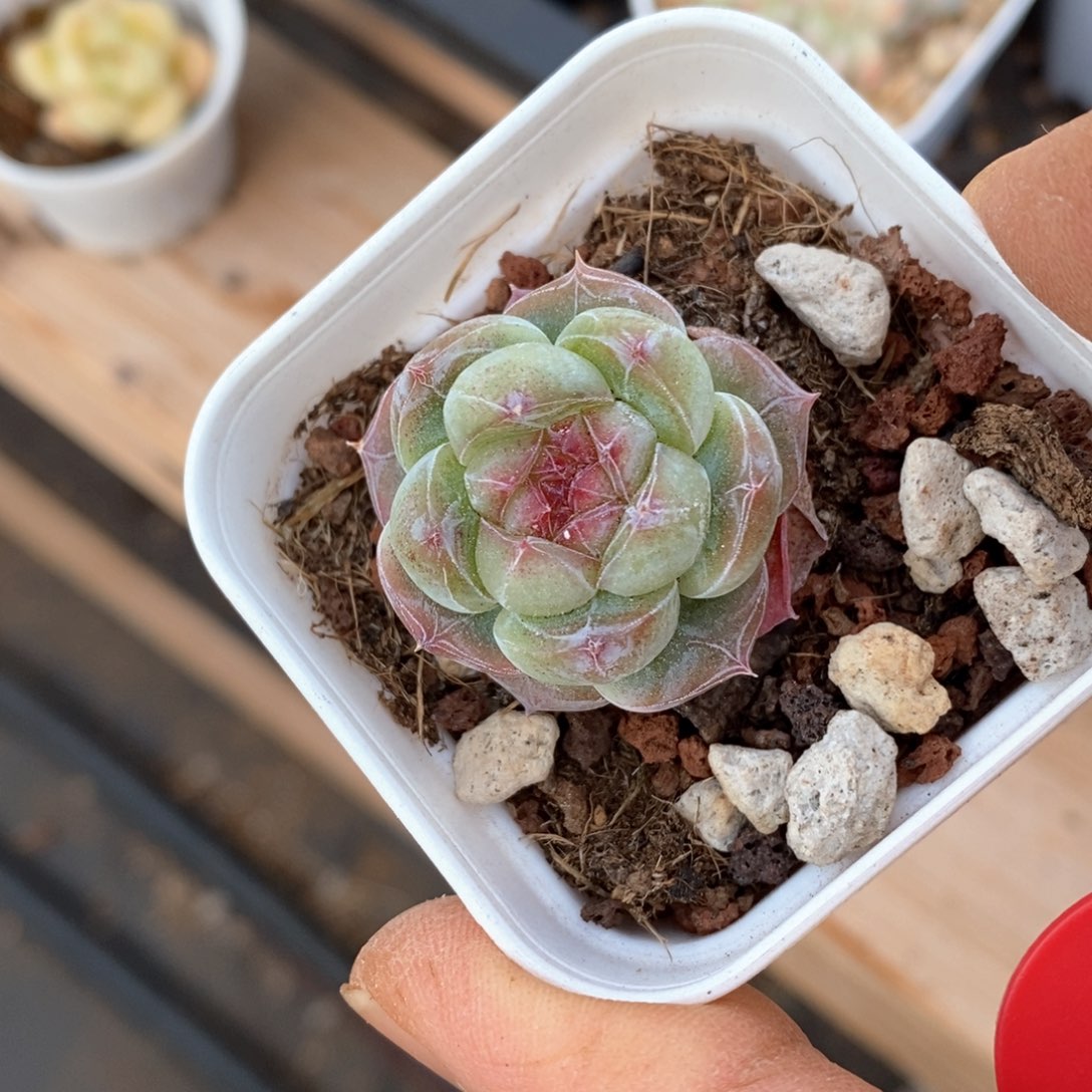 精品多肉一物一拍不包整127