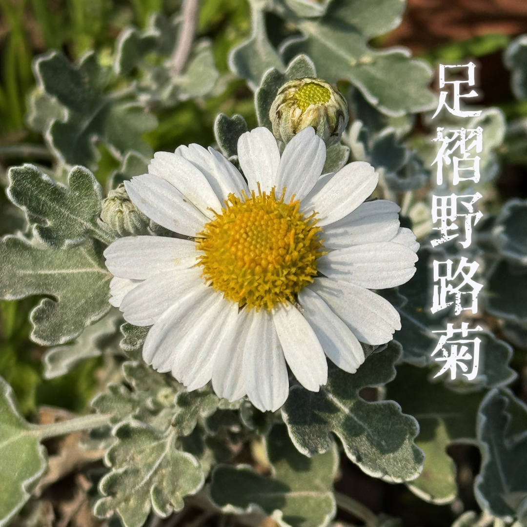 【足褶野路菊】多年生耐寒木本盆景菊花室内盆栽好养绿植花卉多头菊