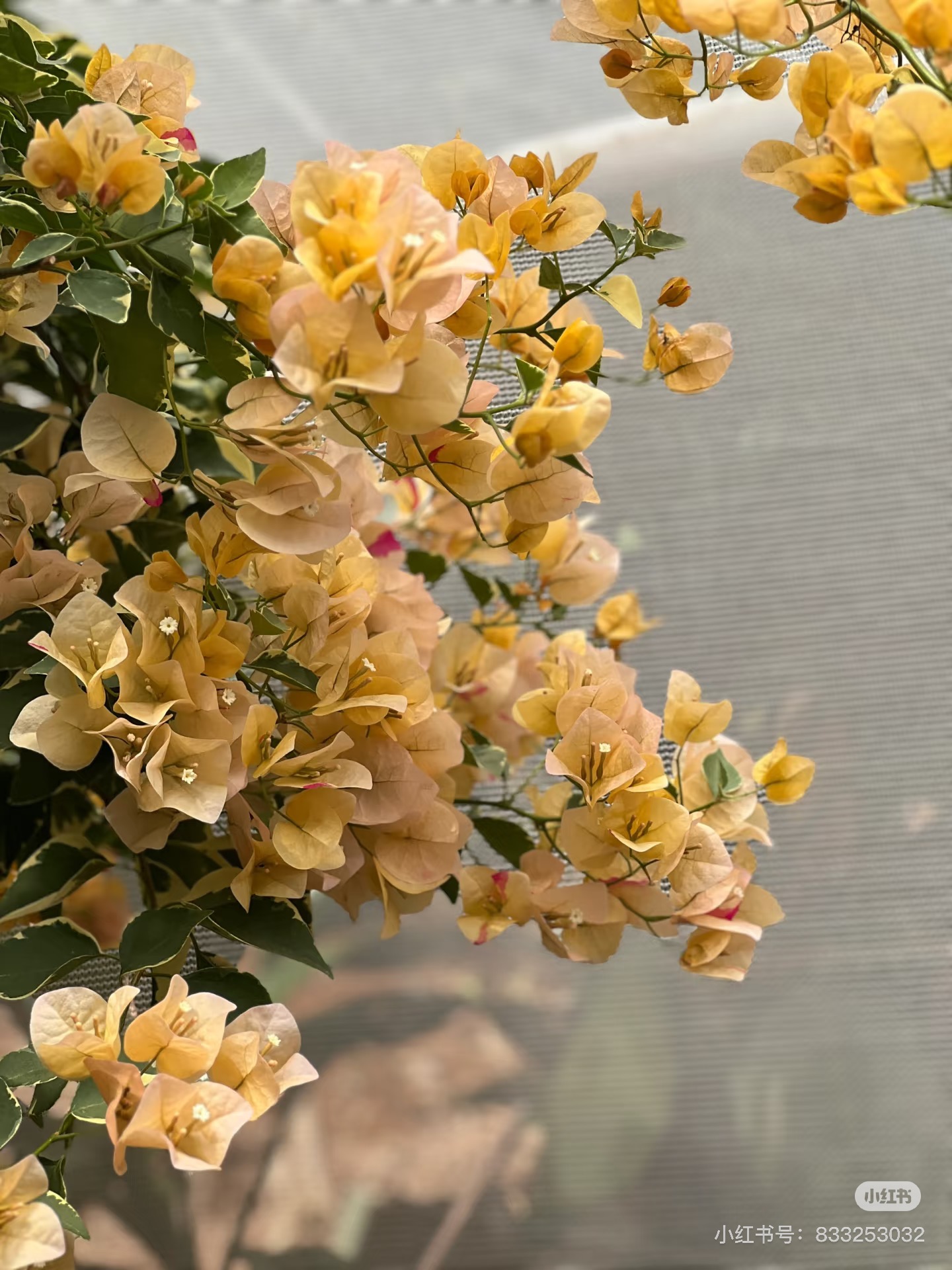 「黄马斯」矮接三角梅盆栽四季花卉庭院爬藤阳台景观