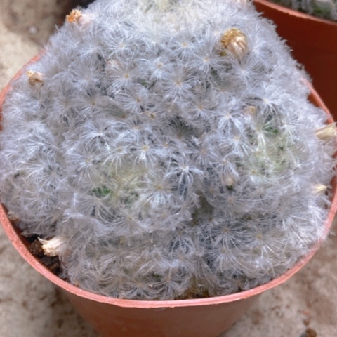 白星仙人球12米仙人球