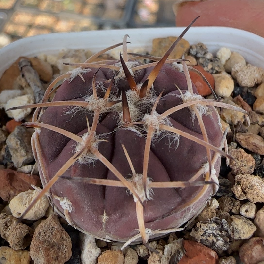 08实生紫肌天平丸多肉2.6