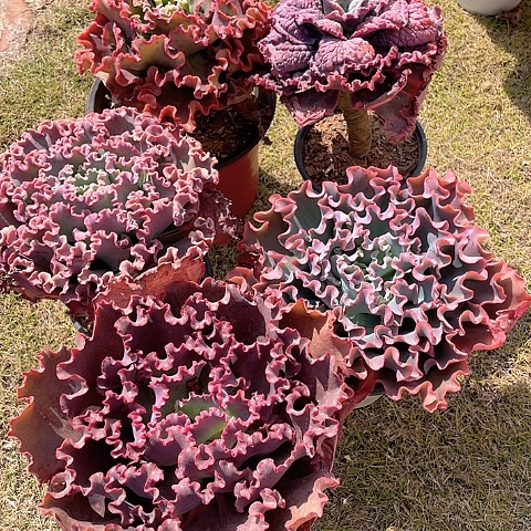 冬****院B99 包菜系列 5 棵