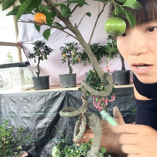 无花朵金弹子。      
