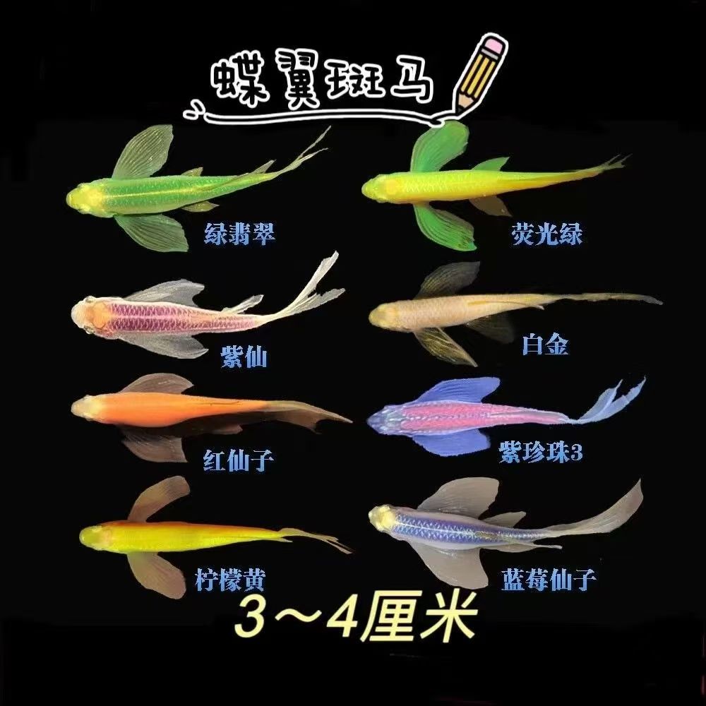 蝶翼斑马鱼长尾长鳍热带淡水观赏鱼适合新手好养活