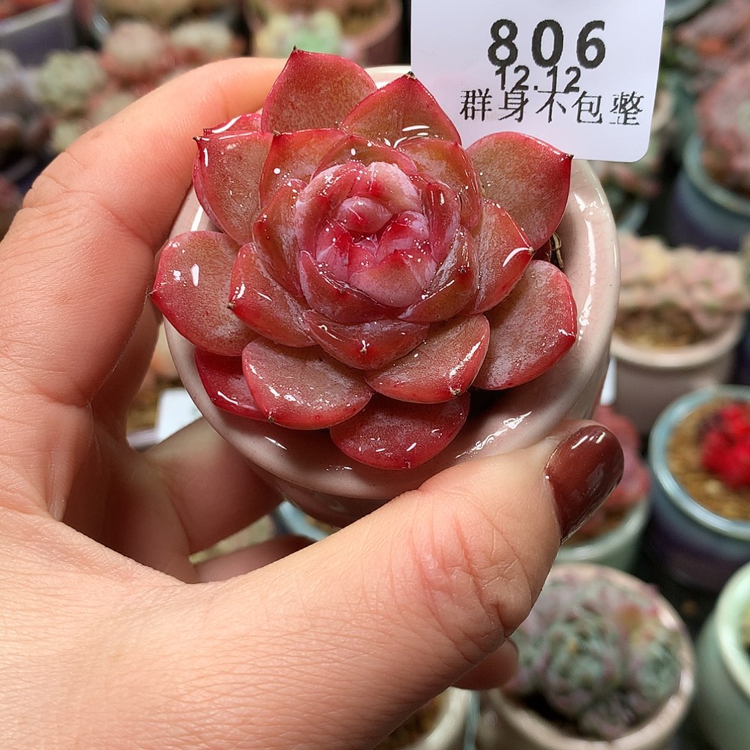 精控拇指盆12.12806