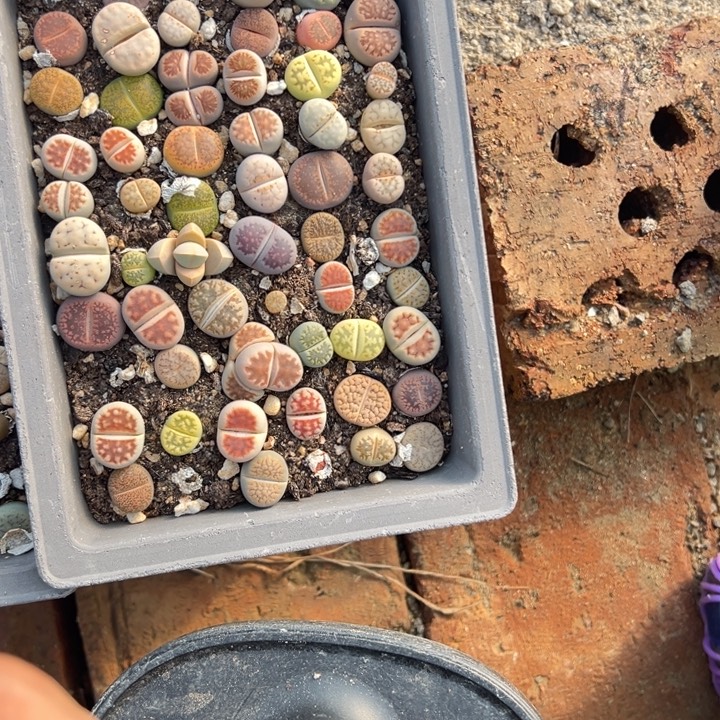 小***螺生日快乐哈哈哈哈哈哈哈855