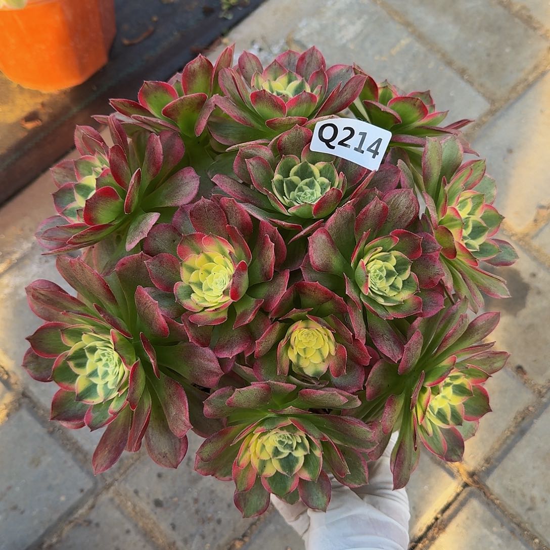 214海鲜44冠服23左右丛林