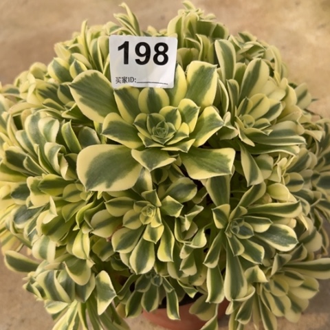 198绿豆沙30厘米左右