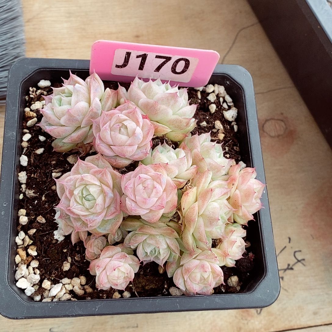 小**o潘多拉10cm多肉植物