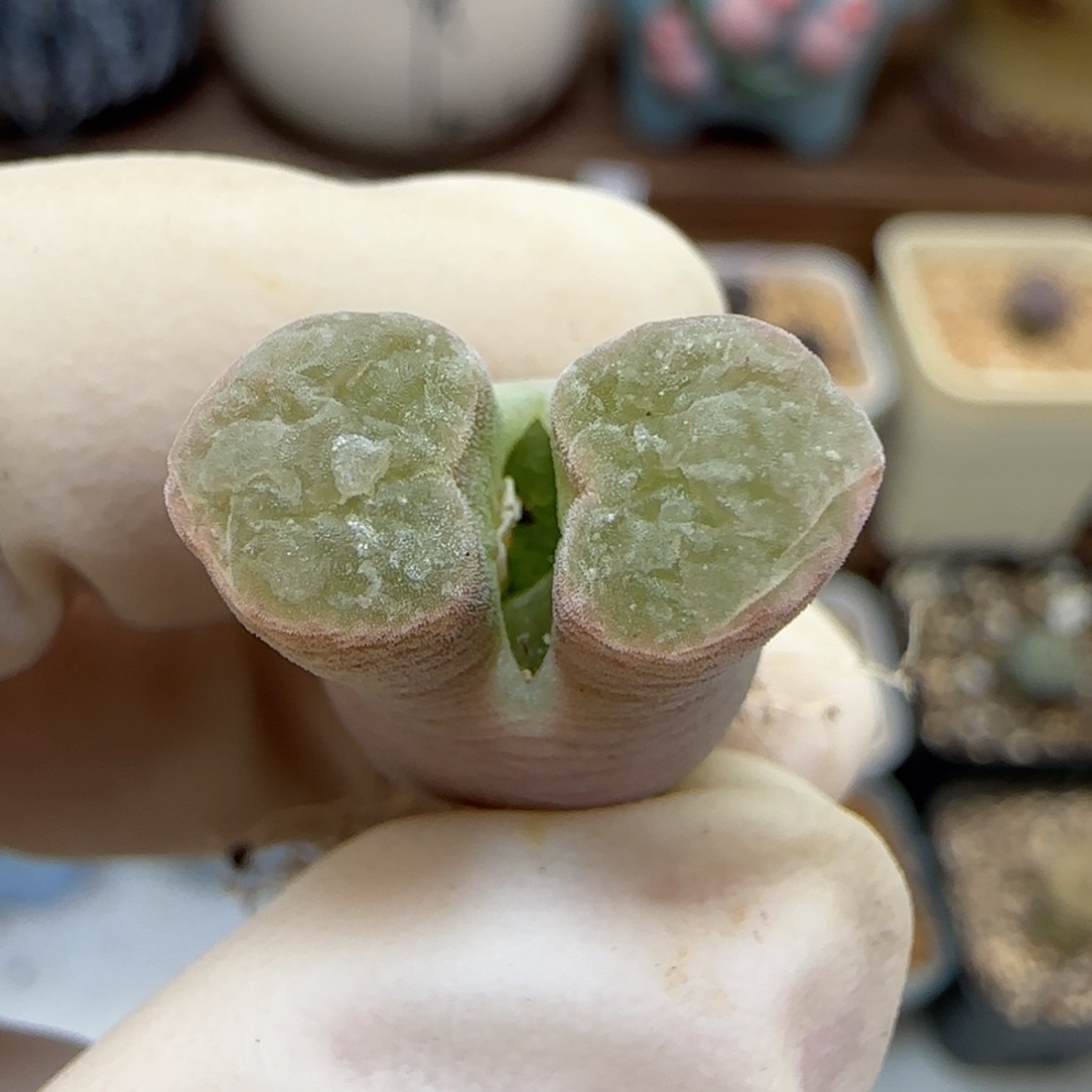 586磁铁优选福利