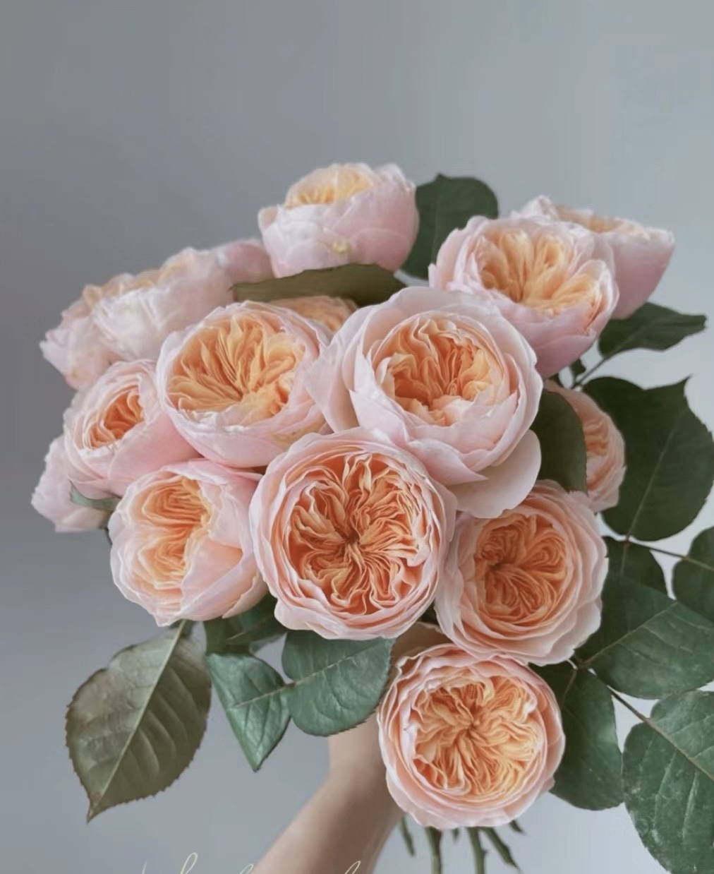 【朱丽叶玫瑰10支 】全场任意两单顺丰/京东