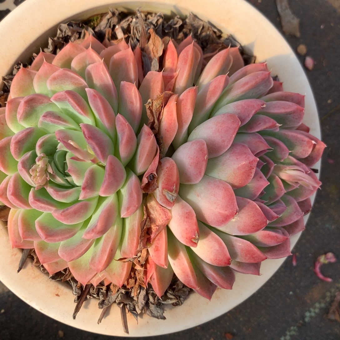 5359杂交精品基地13厘米