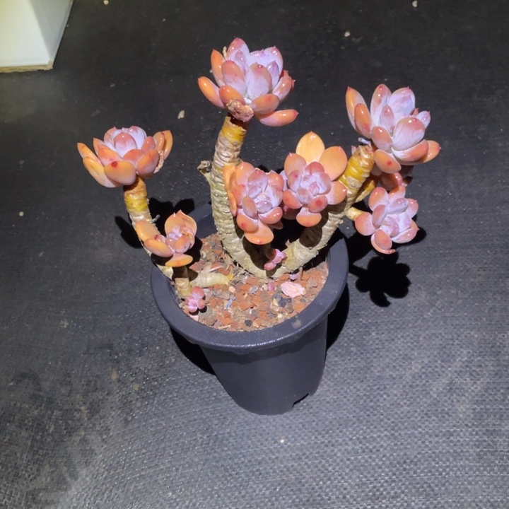 萌***心丸叶灰姑娘一物一拍