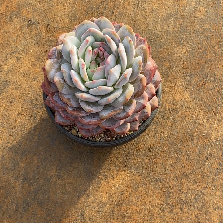 ℒ****橙梦露16公分左右