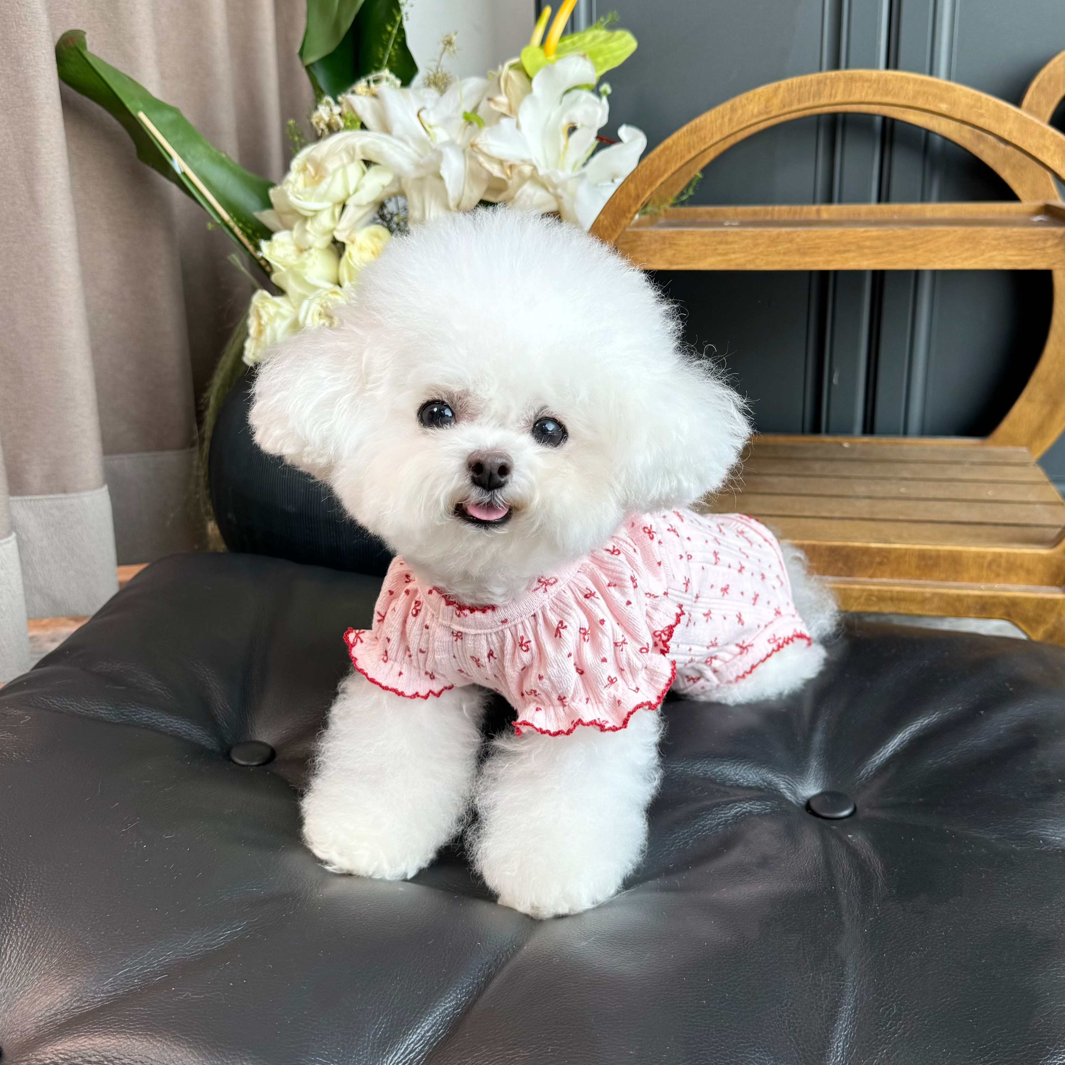 五只小白熊原创宠物衣服秋冬新款泡泡袖背心全包护肚衣狗狗居家服