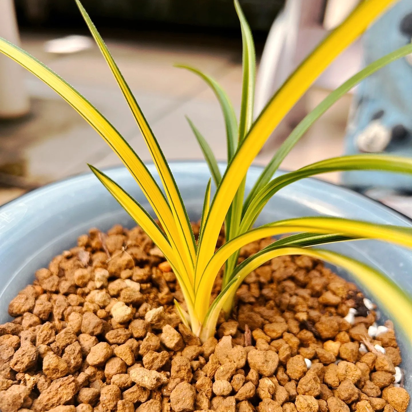 蕙兰惠兰兰花精品兰草中透（购买时联系客服，以实物为准）珍贵兰花