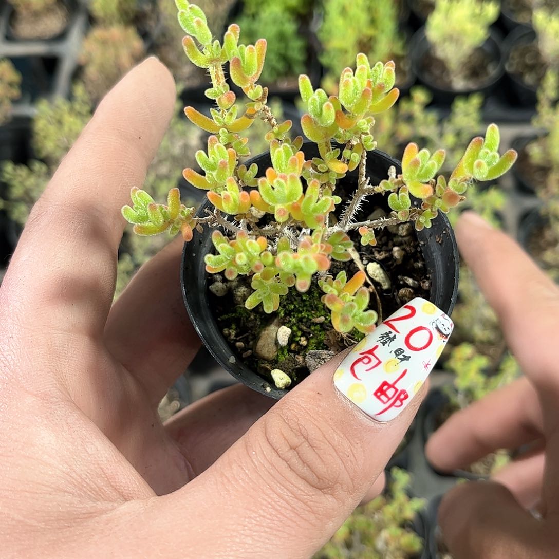 冰城枝干番杏带盆