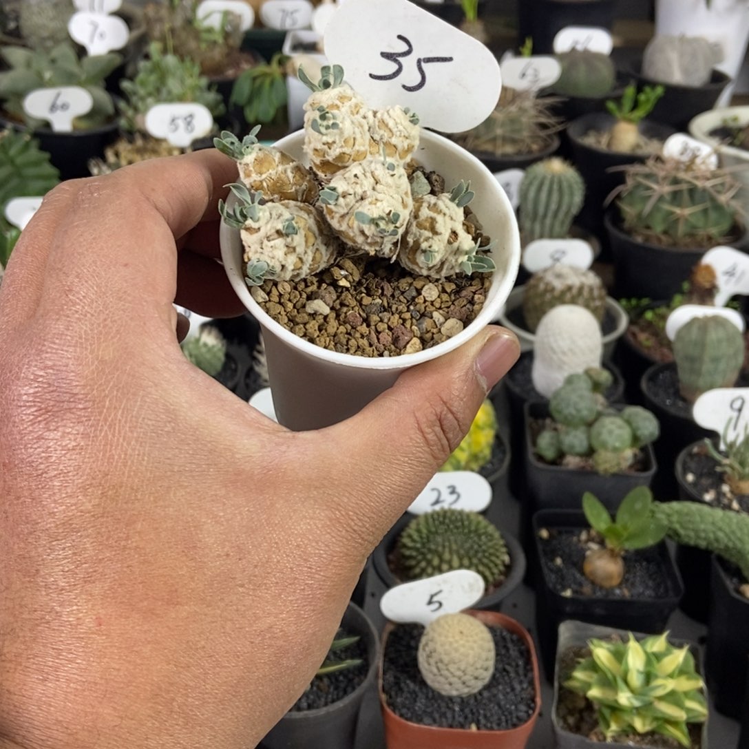 刨花后盾菊一物一拍