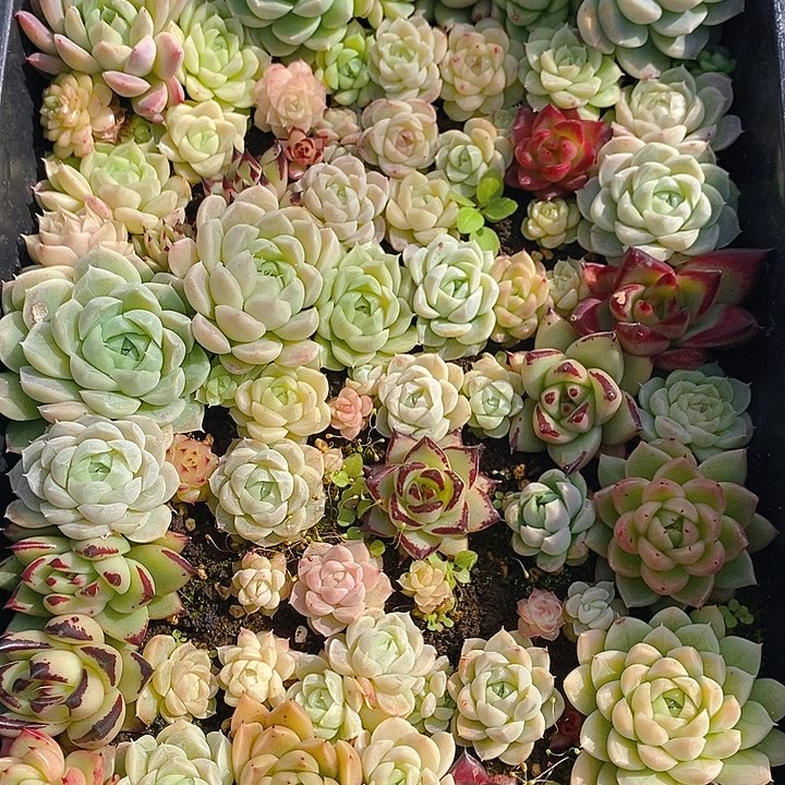 58 多肉植物盆栽花卉植物