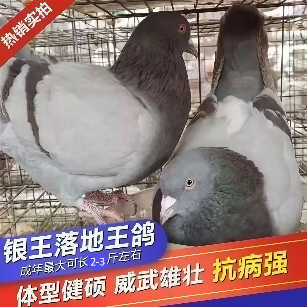【精品】2-4只纯种下蛋王鸽子落地王鸽子生鲜活体青年鸽肉鸽信鸽L