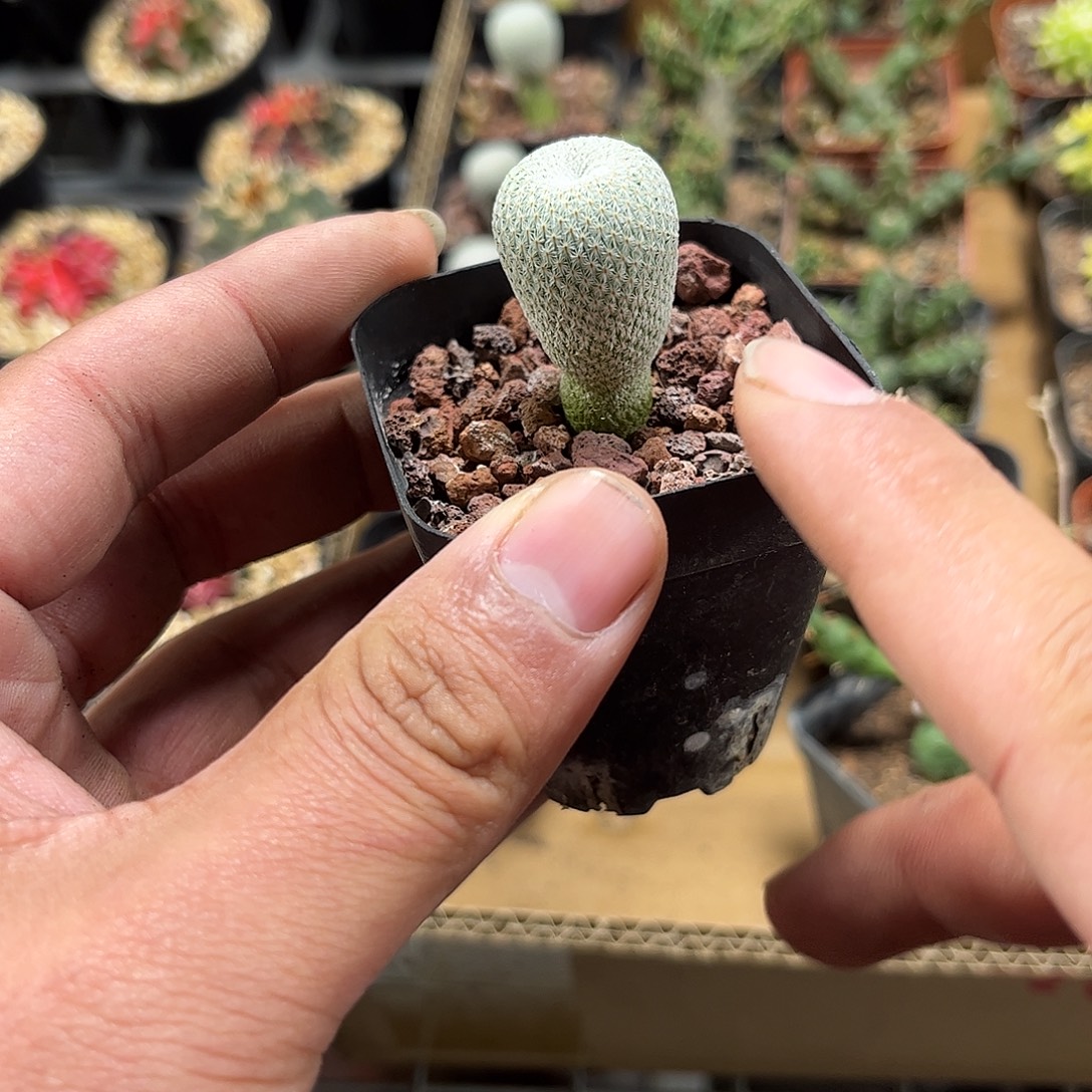 月世界单头发货单头发