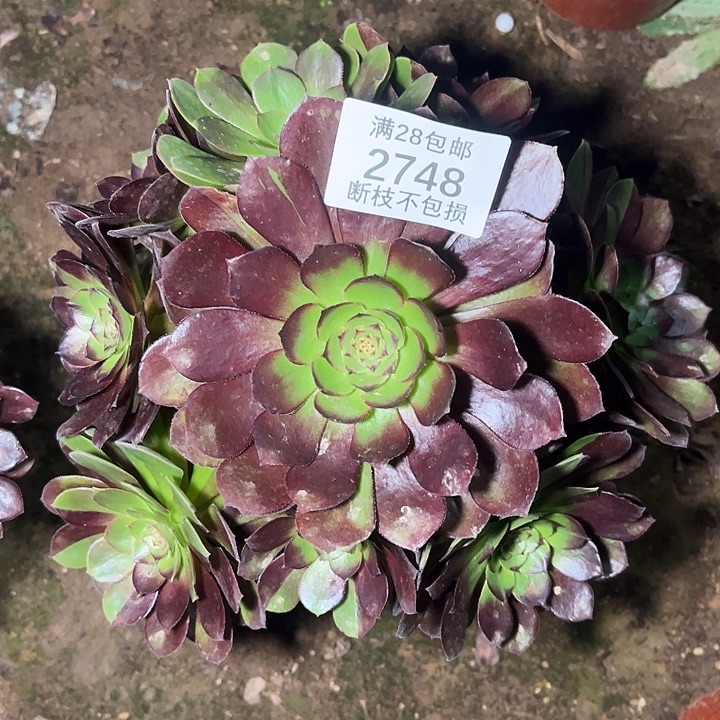 2748黑美人多肉植物