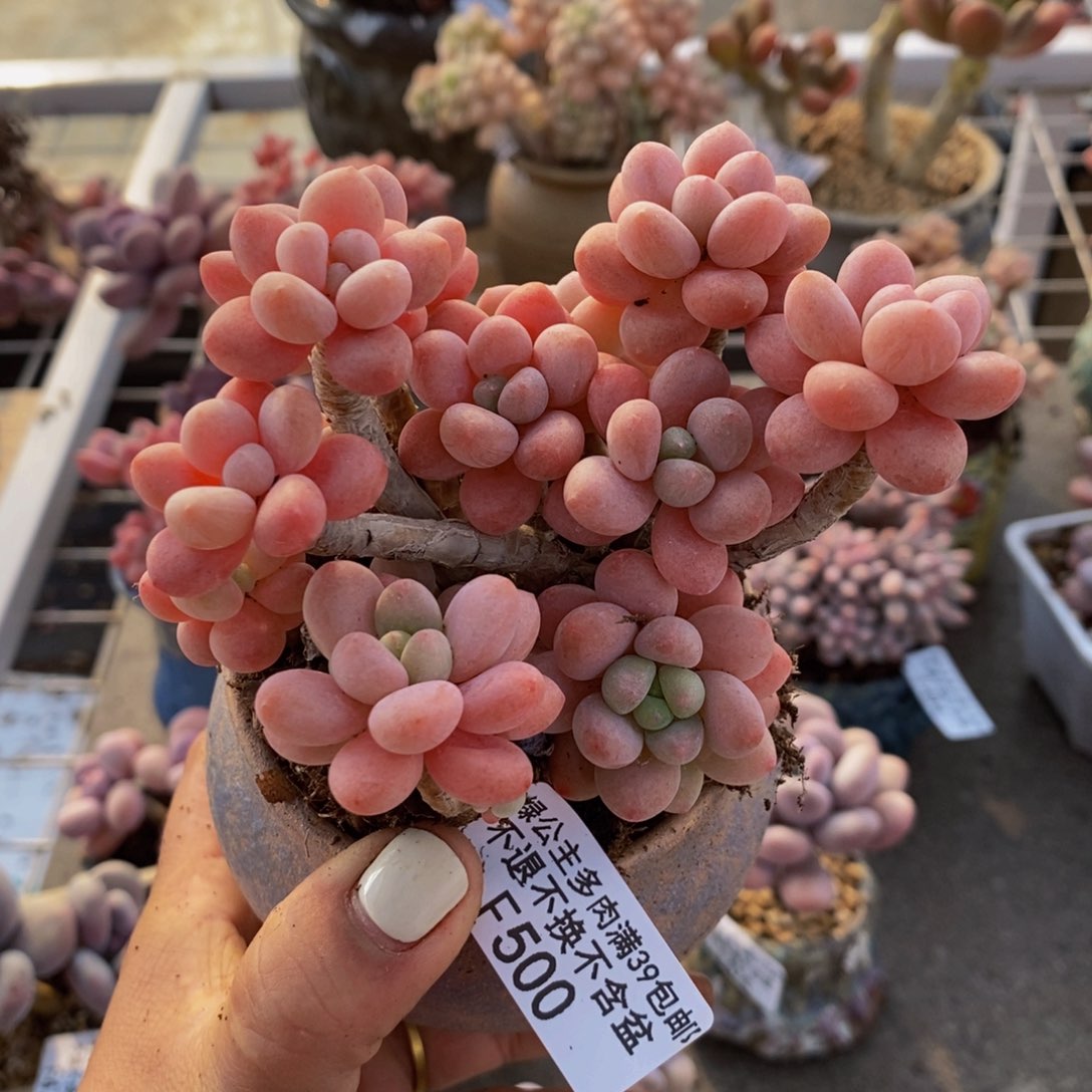 鱼子酱500/10cm有砍