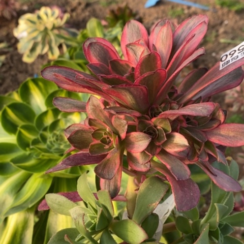 560佳节魅金玫瑰锦砍过满25包邮多肉