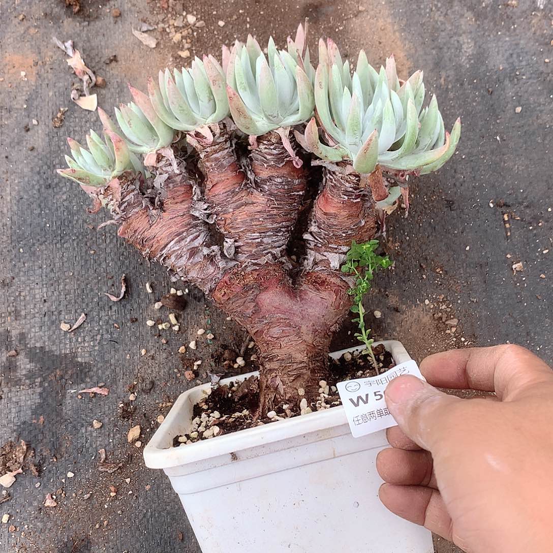 5037雪花仙女杯多肉